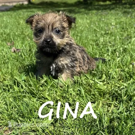 Gina – Cairn Terrier, Bichpoo puppy for sale in New Richland, MN