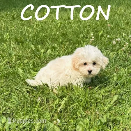 Cotton – Shihpoo puppy for sale in New Richland, MN