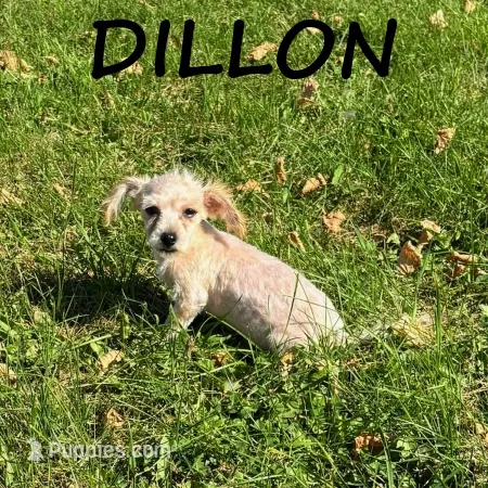 Dillon – Yorkipoo puppy for sale in New Richland, MN
