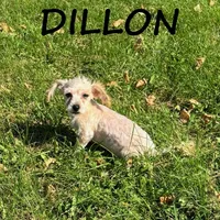 Dillon, a male Yorkipoo for sale in New Richland, MN – 1 of 3