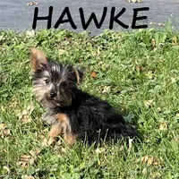 Hawke, a male Yorkipoo for sale in New Richland, MN – 2 of 3
