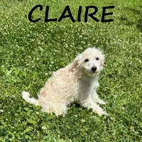 Claire, a female Schnoodle for sale in New Richland, MN – 2 of 3