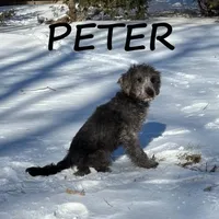 Peter Neutered, a male Schnoodle for sale in New Richland, MN – Photo 3 of 3