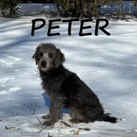 Peter Neutered, a male Schnoodle for sale in New Richland, MN – Photo 1 of 3
