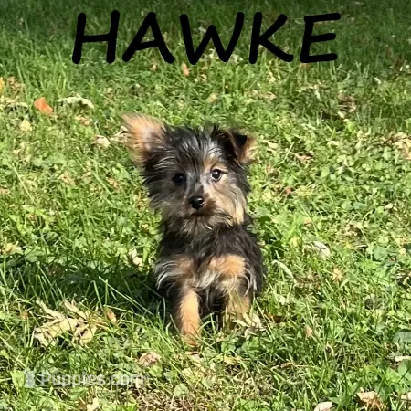 Hawke – Yorkipoo puppy for sale in New Richland, MN