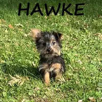 Hawke, a male Yorkipoo for sale in New Richland, MN – 1 of 3