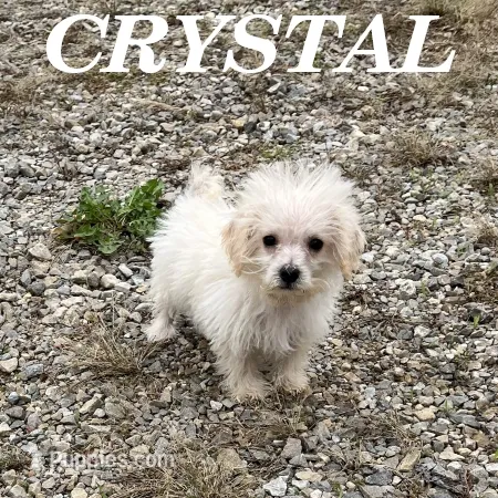 Crystal – Schnoodle puppy for sale in New Richland, MN