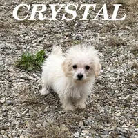 Crystal, a female Schnoodle for sale in New Richland, MN – 1 of 3