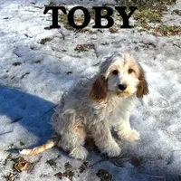 Toby Neutered, a male Cockapoo for sale in New Richland, MN – Photo 3 of 3