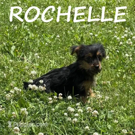 Rochelle – Yorkipoo puppy for sale in New Richland, MN