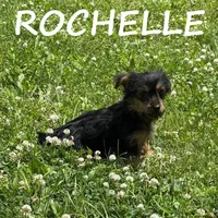 Rochelle, a female Yorkipoo for sale in New Richland, MN – 1 of 3