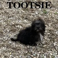 Tootsie, a female Schnoodle for sale in New Richland, MN – 2 of 3