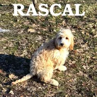 Rascal, a male Cockapoo for sale in New Richland, MN – Photo 3 of 3