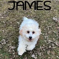 James Neutered, a male Cavapoo for sale in New Richland, MN – Photo 2 of 3