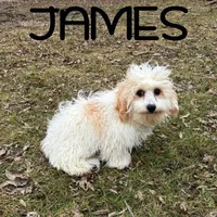 James Neutered, a male Cavapoo for sale in New Richland, MN – Photo 1 of 3