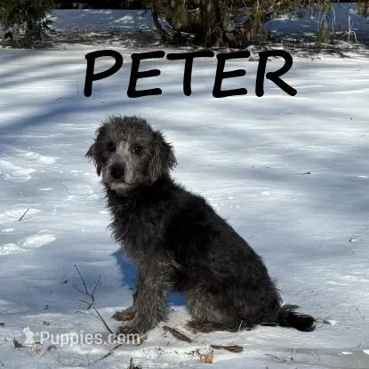Peter