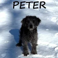 Peter, a male Schnoodle for sale in New Richland, MN – Photo 2 of 3