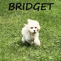 Bridget, a female Cockapoo for sale in New Richland, MN – 2 of 3