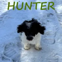 Hunter, a male Shihpoo for sale in New Richland, MN – Photo 2 of 3