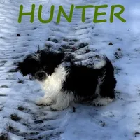 Hunter, a male Shihpoo for sale in New Richland, MN – Photo 1 of 3