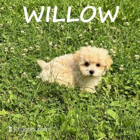 Willow – Shihpoo puppy for sale in New Richland, MN
