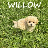 Willow, a female Shihpoo for sale in New Richland, MN – 1 of 3