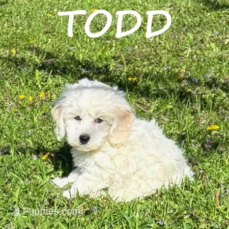 Todd – Cockapoo puppy for sale in New Richland, MN