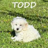 Todd, a male Cockapoo for sale in New Richland, MN – 1 of 3