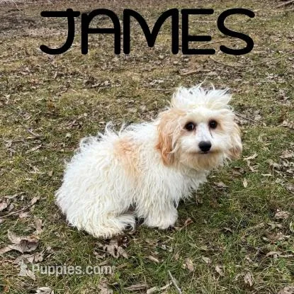 James Neutered – Cavapoo puppy for sale in New Richland, MN