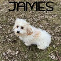 James Neutered, a male Cavapoo for sale in New Richland, MN – Photo 2 of 3