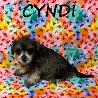 Cyndi, a female Schnoodle for sale in New Richland, MN – Photo 3 of 3