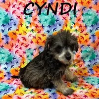 Cyndi, a female Schnoodle for sale in New Richland, MN – Photo 2 of 3