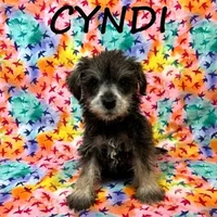 Cyndi, a female Schnoodle for sale in New Richland, MN – Photo 1 of 3