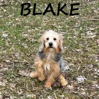 Blake Neutered, a male Yorkipoo for sale in New Richland, MN – Photo 2 of 3