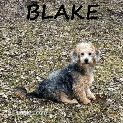 Blake Neutered – Yorkipoo puppy for sale in New Richland, MN