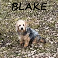 Blake Neutered, a male Yorkipoo for sale in New Richland, MN – Photo 3 of 3