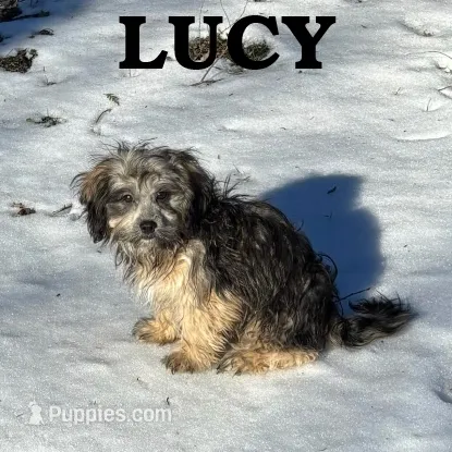 Lucy