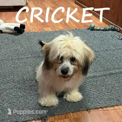 Cricket