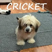 Cricket, a male Shihpoo for sale in New Richland, MN – Photo 1 of 4