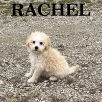 Rachel, a female Schnoodle for sale in New Richland, MN – 2 of 3