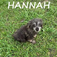 Hannah, a female Miniature Schnauzer and Yorkshire Terrier for sale in New Richland, MN – Photo 2 of 3