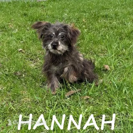 Hannah – Miniature Schnauzer, Yorkshire Terrier puppy for sale in New Richland, MN