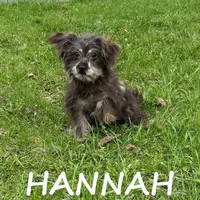 Hannah, a female Miniature Schnauzer and Yorkshire Terrier for sale in New Richland, MN – Photo 1 of 3