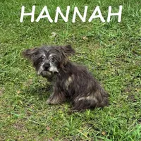 Hannah, a female Miniature Schnauzer and Yorkshire Terrier for sale in New Richland, MN – Photo 3 of 3