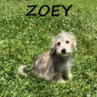 Zoey, a female Schnoodle for sale in New Richland, MN – 3 of 3