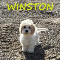 Winston, a male Cockapoo for sale in New Richland, MN – Photo 3 of 3
