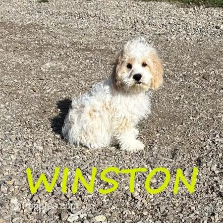 Winston – Cockapoo puppy for sale in New Richland, MN