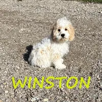 Winston, a male Cockapoo for sale in New Richland, MN – Photo 1 of 3