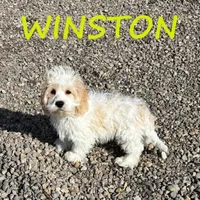 Winston, a male Cockapoo for sale in New Richland, MN – Photo 2 of 3