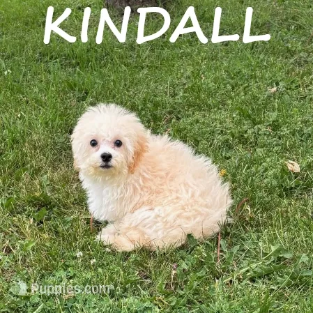 Kindall – Shihpoo puppy for sale in New Richland, MN